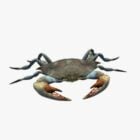 Realistic Crab