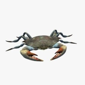Realistisk Crab 3d-modell