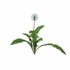 Dandelion Flower Plant