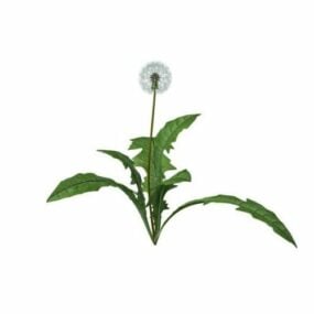 نموذج نبات زهرة الهندباء ثلاثي الأبعاد