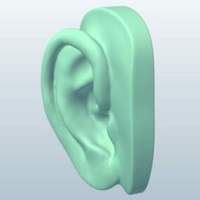 3D model vyřezávání lidského ucha
