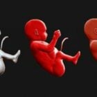 Menselijke figuur van de foetus