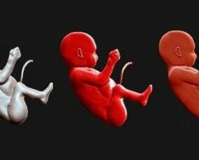 Figure humaine du foetus modèle 3D