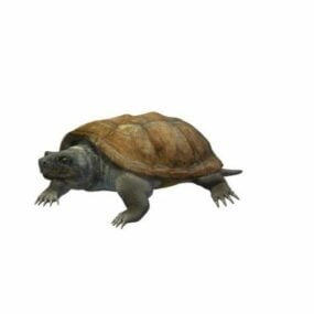 플로리다 거북이 동물 3d 모델