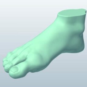 Adult Man Foot 3d model