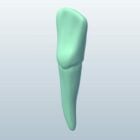 Incisor Teeth With Root