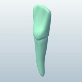 Τρισδιάστατο μοντέλο ανθρώπινου δοντιού