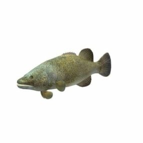 Murray Cod Fish 3d-modell
