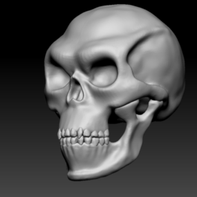 Crâne préhistorique modèle 3D