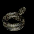 Afrykański wąż