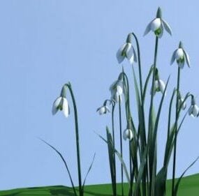 Snowdrops Flower Plant 3d model