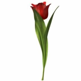 3D model tulipánového květu
