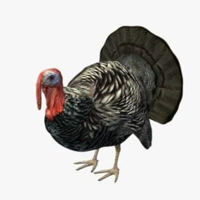 Wild Turkey Animal 3d model