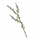 Willow Tree Branch Decoration