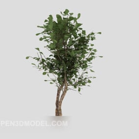Outdoor Park Green Tree 3d model