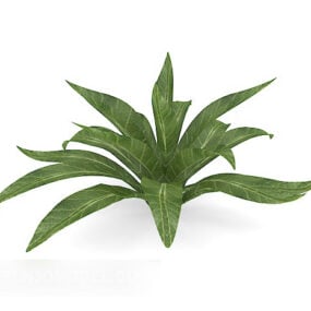 Green Big Leaf Plant דגם תלת מימד