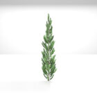 American Pine Plant