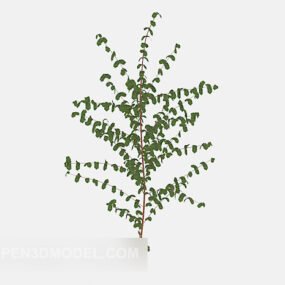 Of Common Outdoor Plants In Home 3d model