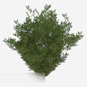 Appreciate Outdoor Plant Bush 3d model