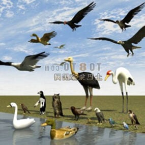 Birds Collection 3d-malli