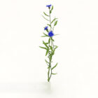 Blå blomstrende plante