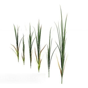 Μπουκμέικερ Rice Spike Plant τρισδιάστατο μοντέλο