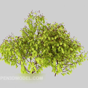 Árbol joven de alcanfor modelo 3d