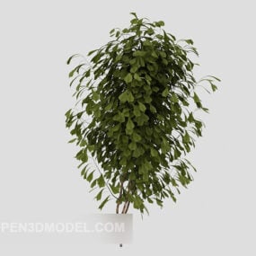 Common Outdoor Green Leaf Plant 3d model