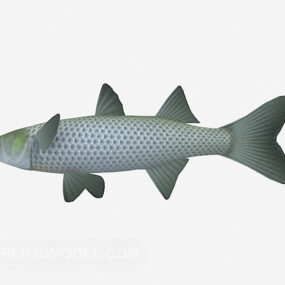 Nehir Çayır Balığı 3D modeli