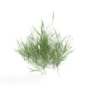 3д модель зеленого сорняка маленького куста