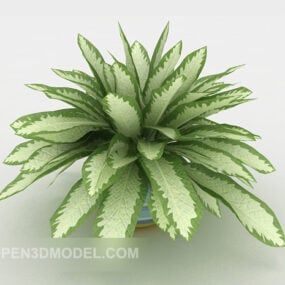 Model 3D Potted Mripat Ijo