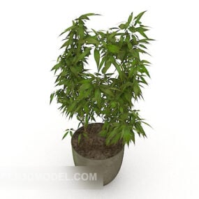 Green Indoor Small Bonsai Tree 3d model