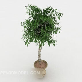 Home Outdoor Bonsai Tree 3d model
