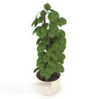 Plante en pot de feuille verte d'intérieur
