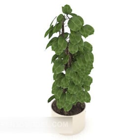 Vnitřní 3D model hrnkové rostliny se zelenými listy