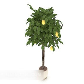 Indoor Potted Fruit Tree For Office 3d model