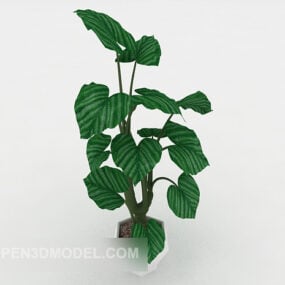 Large Leaf Green Bonsai Tree דגם תלת מימד