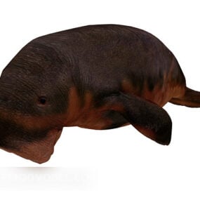 حیوانات پستاندار دریایی مدل سه بعدی