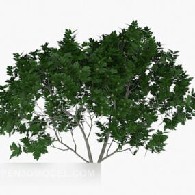 Outdoor Green Tree Plant 3d model