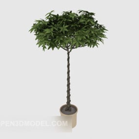 نموذج ثلاثي الأبعاد لشجرة البونساي في الفناء الخارجي