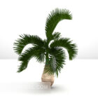 Outdoor Plant Palm Tree