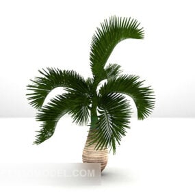 Venkovní rostlina Palma 3D model