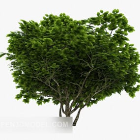 Venkovní rostlinný strom Širokolistý 3D model
