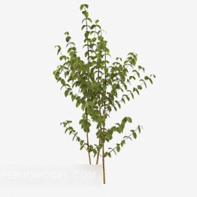 Outdoor Green Leaf Plant Tree 3d model