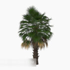 Palm rostlin krása strom