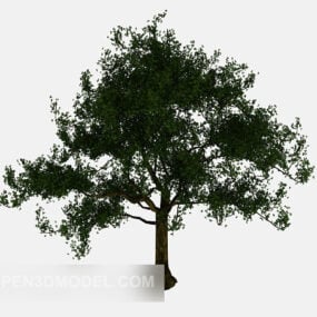 Park Tree Nature Plant 3d model