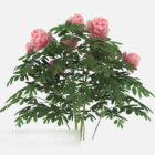 European Pink Flower Tree
