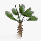 Plant Palm Tree