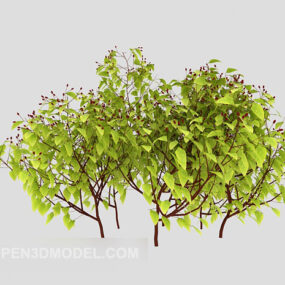 Plant Seedling Tree 3d model
