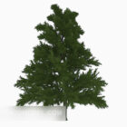 Nature Tall Pine Tree
